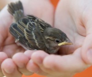 The Meek Shall Inherit The Earth