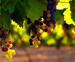 Living a fruitful life for our Lord