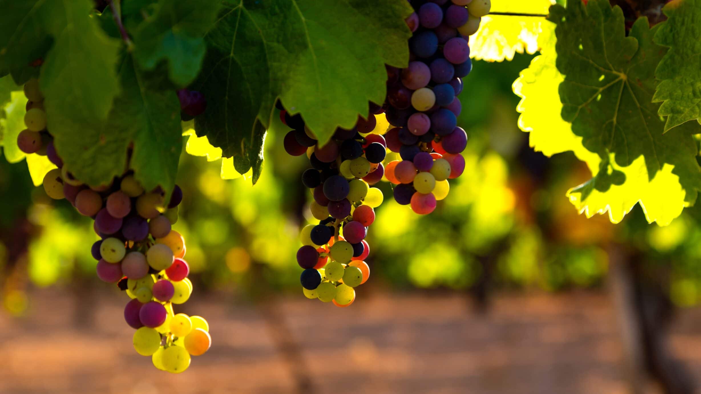 Living a fruitful life for our Lord