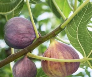 Lessons From The Fig Tree