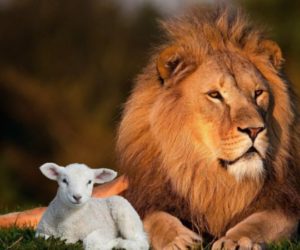 Everyone Who Trusts in The Lamb of God Will Become Like The Lamb