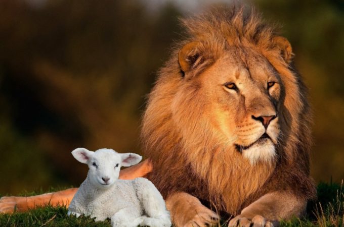 Everyone Who Trusts in The Lamb of God Will Become Like The Lamb